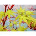 1_acer_palmatum-sangokaku.jpg